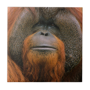 Carreau Portrait de mâle orang-outan, Géorgie, États-Unis