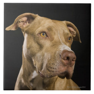 Carreau Portrait de pitbull rouge de nez avec le noir