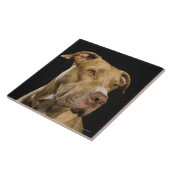 Carreau Portrait de pitbull rouge de nez avec le noir (Côté)