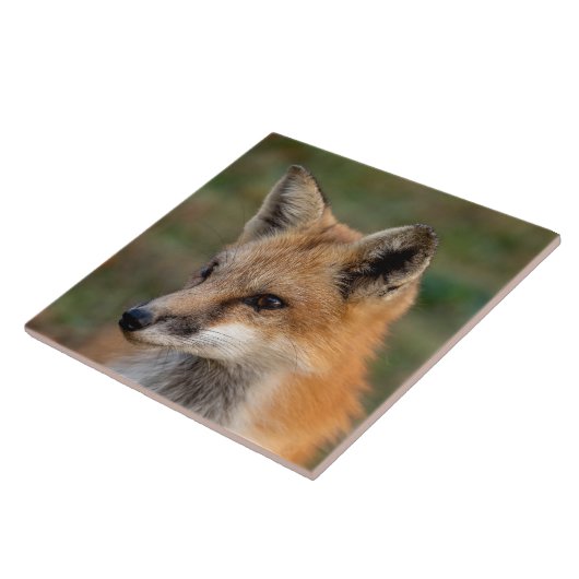 Carreau  Portrait de renard        (Côté)