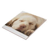 Carreau Portrait de studio de labrador retriever jaune (Côté)