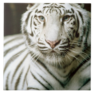 Carreau Portrait de tigre