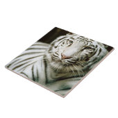 Carreau Portrait de tigre (Côté)