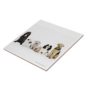 Carreau Portrait des chats et des chiens se reposant (Côté)