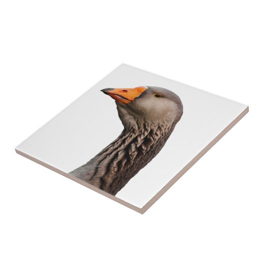 Carreau Portrait d'oie (Côté)