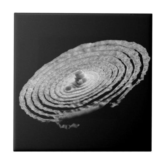 Carreau Portrait d'oignon (Devant)