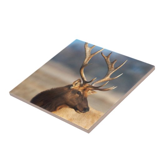 Carreau Portrait d'un bull (Côté)