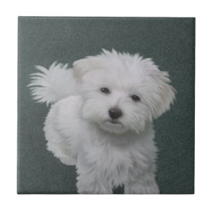 Carreau Portrait d'un petit chien blanc