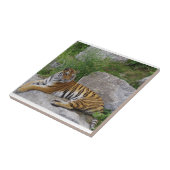 Carreau Portrait photo d'un tigre de Sibérie (Côté)