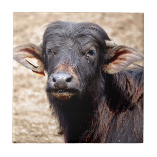 Carreau Portrait veau de buffle