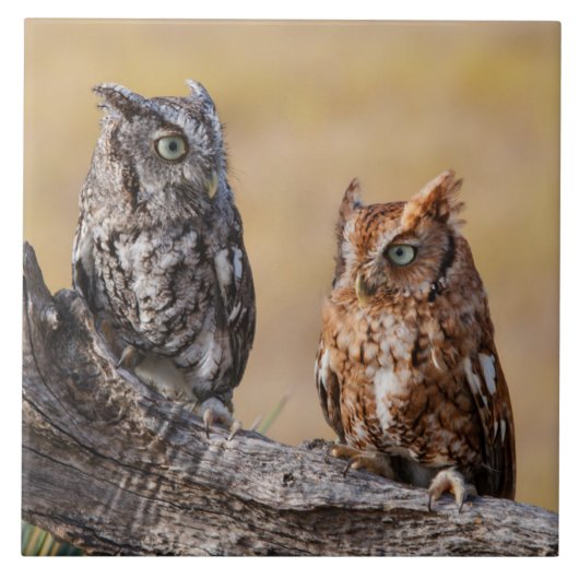 Carreau Pose de l'arbre à vis de l'est (Devant)