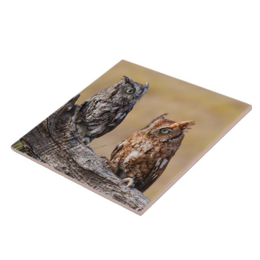 Carreau Pose de l'arbre à vis de l'est (Côté)