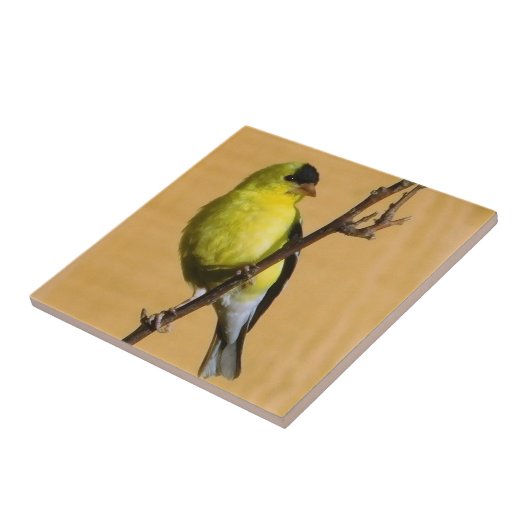 Carreau Pose Goldfinch (Côté)