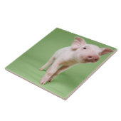 Carreau Position de porcelet (Côté)