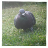 Carreau Poster une tuile de pigeon (Devant)