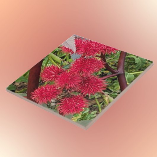 Carreau Pots Plantes Red Castor Bean