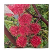 Carreau Pots Plantes Red Castor Bean (Devant)