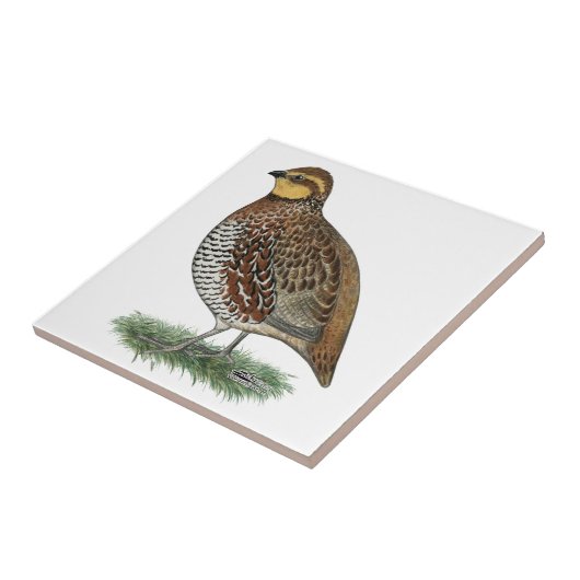 Carreau Poule de cailles (Côté)