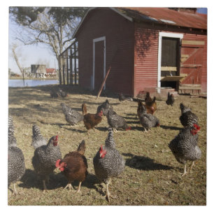 Carreau Poules travaillant aux alentours du poulailler Cli