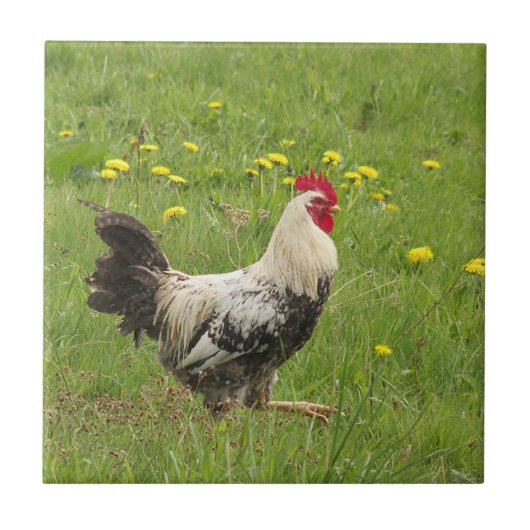 Carreau poulet, coq, animal, oiseau, ferme, agriculture, (Devant)