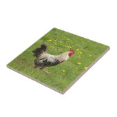 Carreau poulet, coq, animal, oiseau, ferme, agriculture, (Côté)