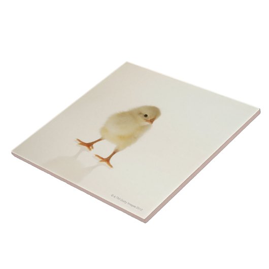 Carreau Poulet de bébé (Côté)