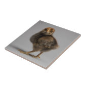 Carreau Poulet de bébé (Côté)