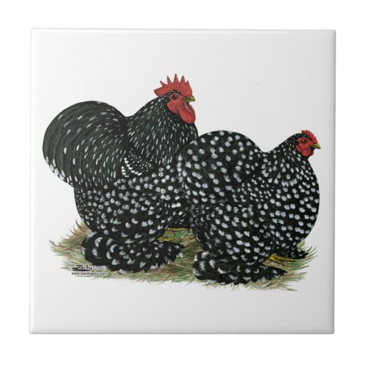 Carreau Poulet moucheté (Devant)