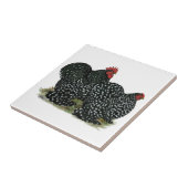 Carreau Poulet moucheté (Côté)
