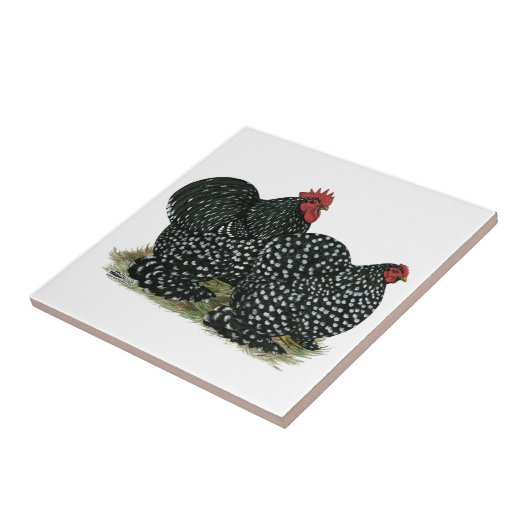 Carreau Poulet moucheté (Côté)