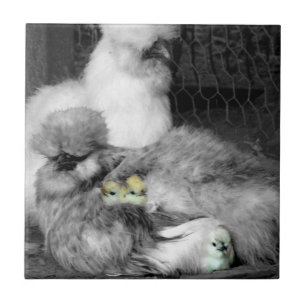 Carreau Poulet noir et blanc en soie avec poulets jaunes