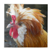 Carreau Poulet polonais rouge et blanc (Devant)