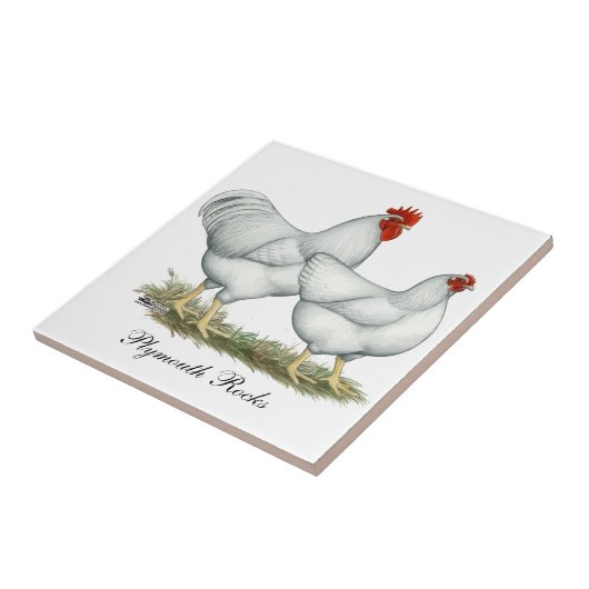 Carreau Poulets blancs de roche (Côté)