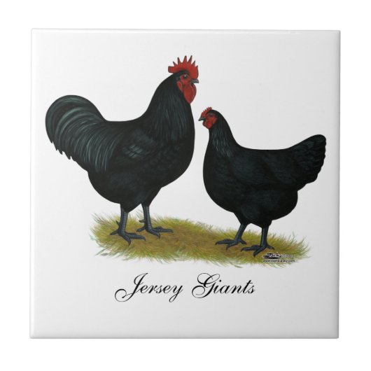 Carreau Poulets de géant du Jersey (Devant)