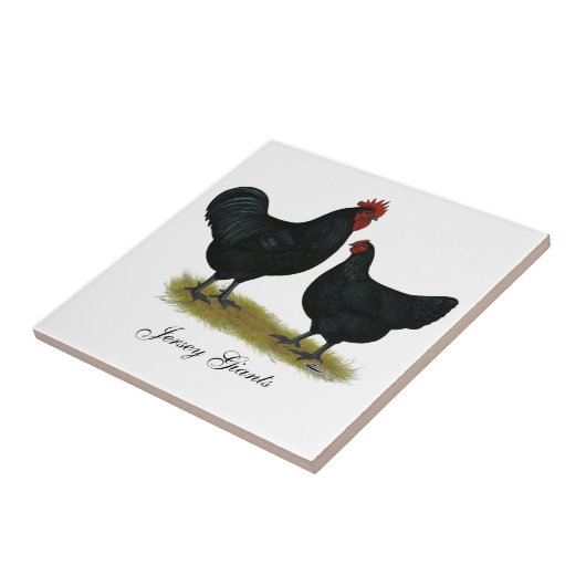 Carreau Poulets de géant du Jersey (Côté)