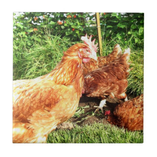 Carreau Poulets libres heureux d'ex-batterie de gamme