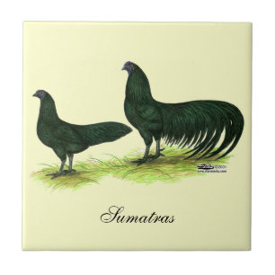 Carreau Poulets noirs de Sumatra