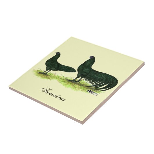 Carreau Poulets noirs de Sumatra (Côté)