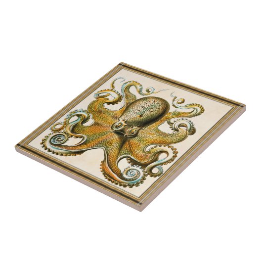 Carreau poulpe (Côté)