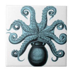 Carreau Poulpe dans Teal