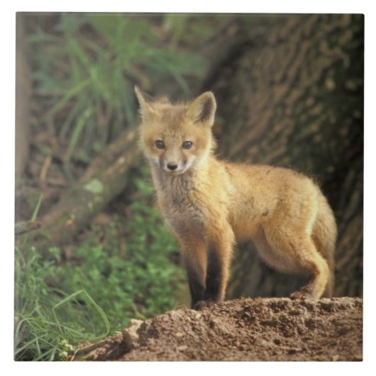 Carreau Poupe Renard Rouge devant la tanière (Vulpes vulpe (Devant)