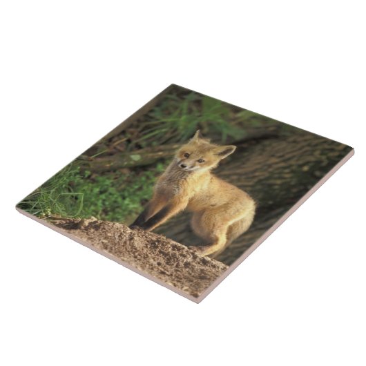 Carreau Poupe Renard Rouge devant la tanière (Vulpes vulpe (Côté)