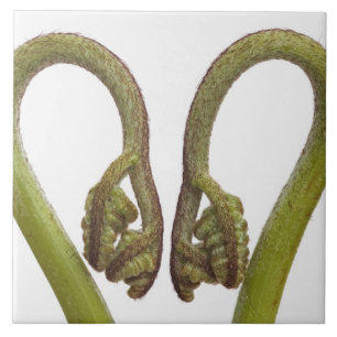 Carreau Pousses 2 de fougère