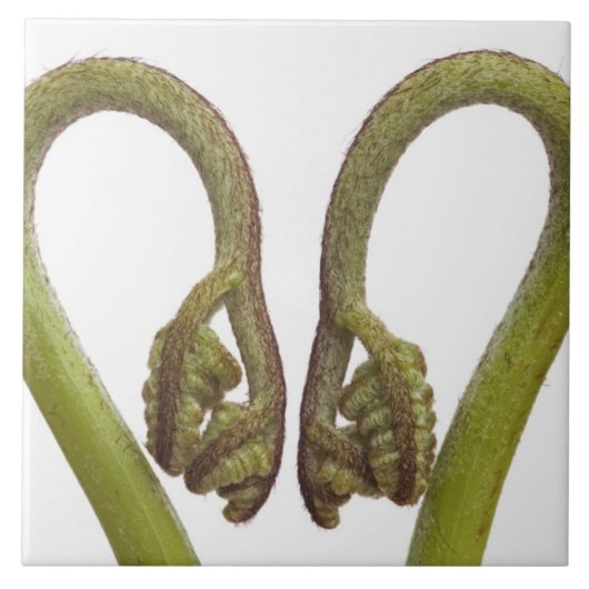 Carreau Pousses 2 de fougère (Devant)