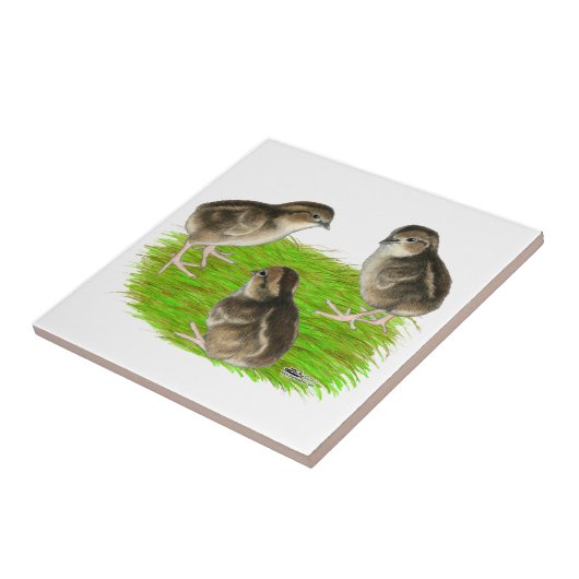 Carreau Poussins de cailles (Côté)