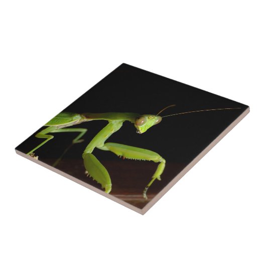 Carreau Praying mantid (Côté)