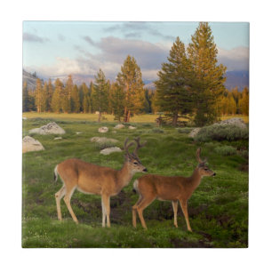 Carreau Pré de Tuolumne, Yosemite
