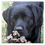 Carreau Prenez du temps - Black Lab - Black Labrador<br><div class="desc">Prenez le temps de sentir l'odeur des Tumbleweeds,  comme ce Labrador !

Take Time - Oeuvre originale de Judy Burrows @ Black Dog Art</div>