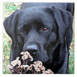 Carreau Prenez du temps - Black Lab - Black Labrador<br><div class="desc">Prenez le temps de sentir l'odeur des Tumbleweeds,  comme ce Labrador !

Take Time - Oeuvre originale de Judy Burrows @ Black Dog Art</div>