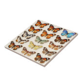 Carreau Présentation en grille de la collection de papillo (Côté)